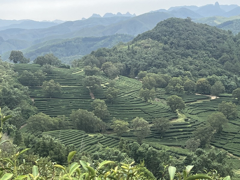 茶园